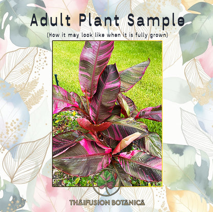 Musa Nono adult plant sample with mature leaves in deep maroon and hot pink