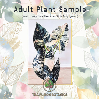 Alocasia Nebula Albo Variegated