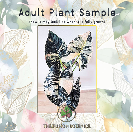 Alocasia Nebula Albo Variegated