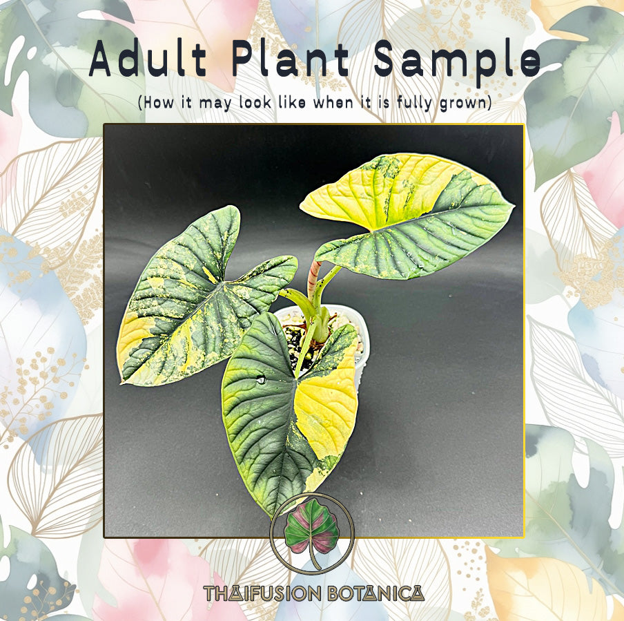Alocasia Nebula Aurea Variegated