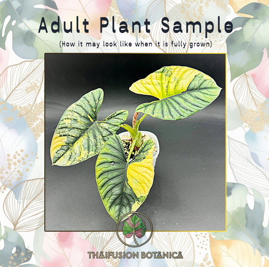 Alocasia Nebula Aurea Variegated