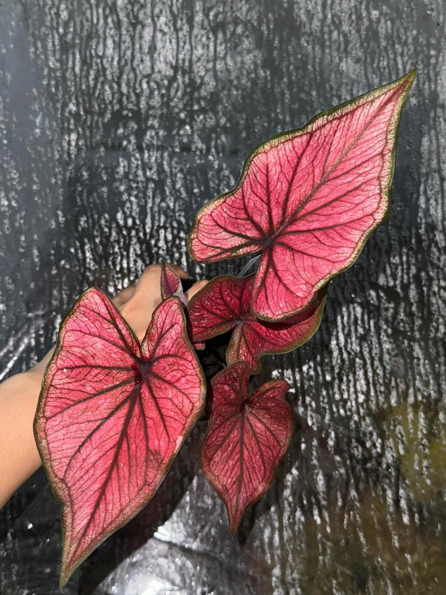 Power of the Jewel