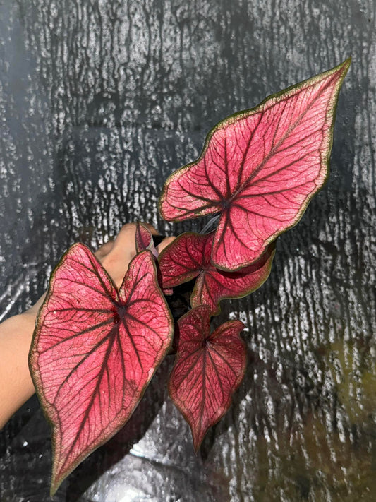 Power of the Jewel