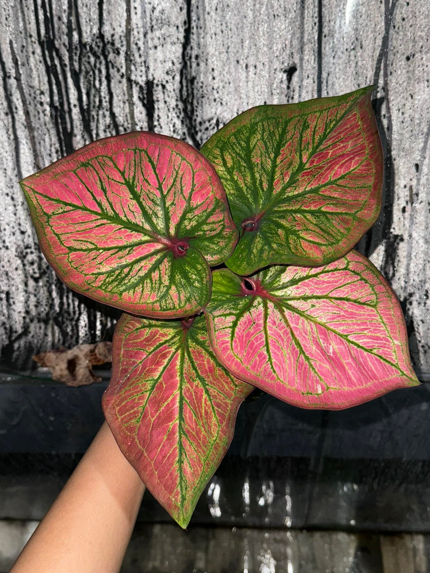 Pink Radiance