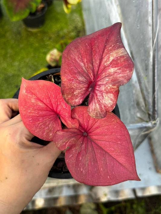 Seven-Petal Lotus