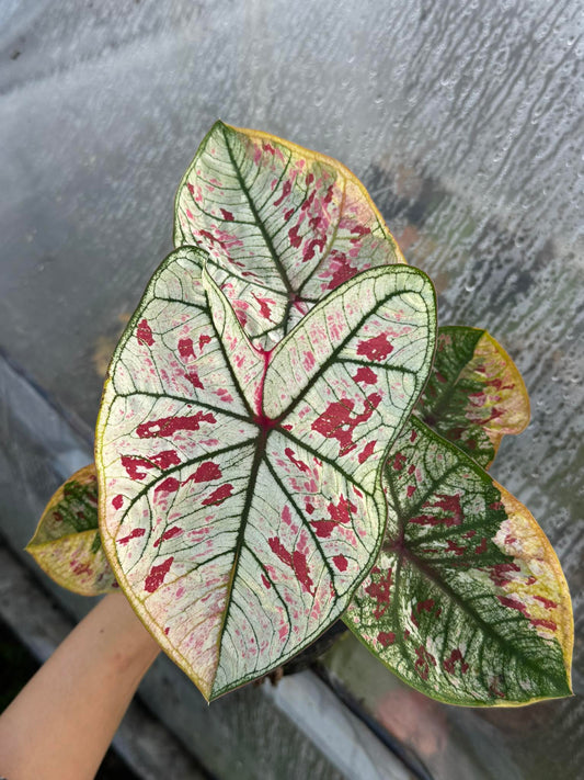 Platinum Tosakan
