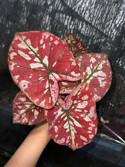 Red Galaxy