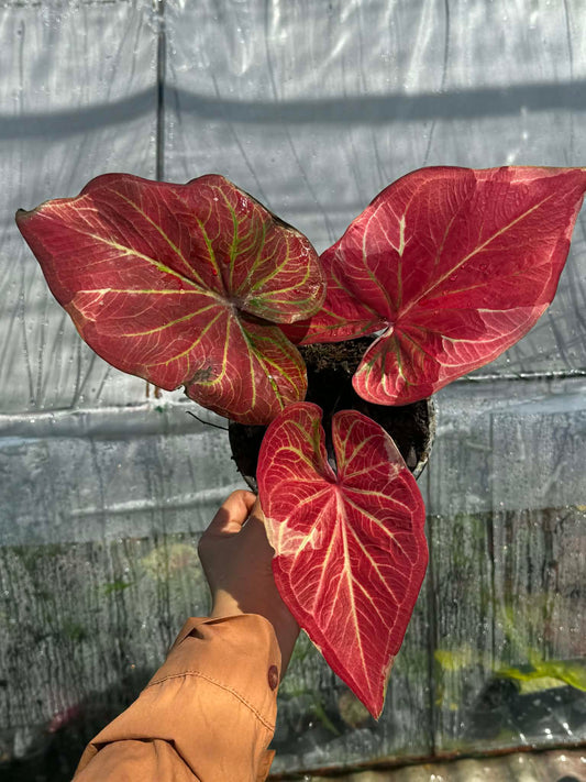 Crimson Tycoon