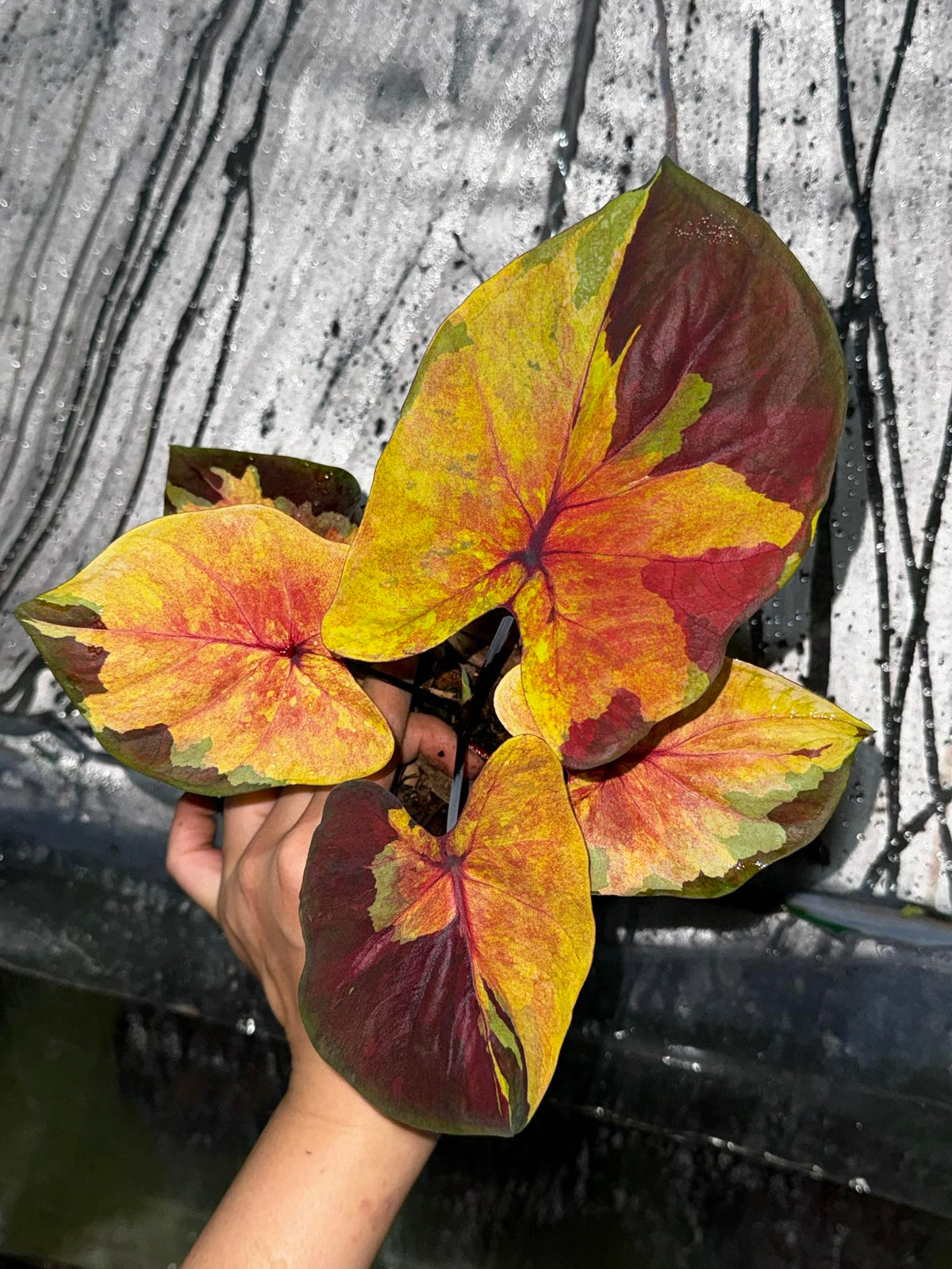 Caladium Sunset Sky leaves showing a gold to orange to maroon color gradient with translucent, paper-thin texture