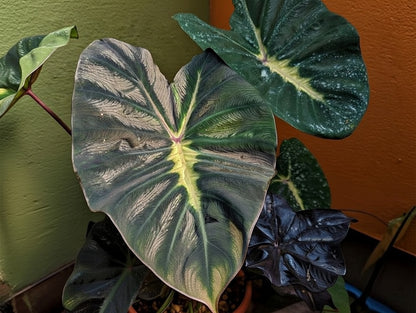 Colocasia Yellow Future