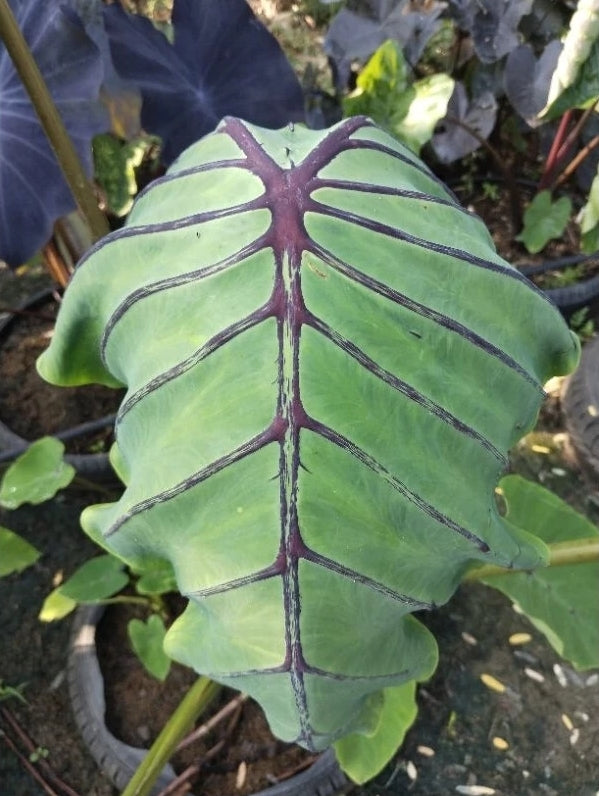 Colocasia Cleopatra