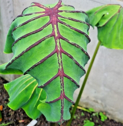 Colocasia Cleopatra
