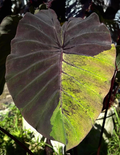 Colocasia Bushido