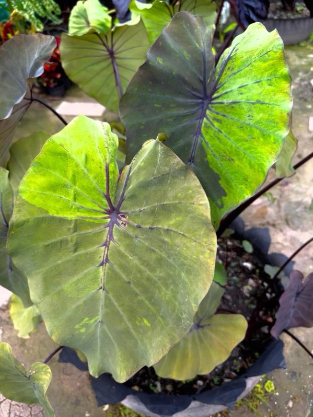Colocasia Bushido