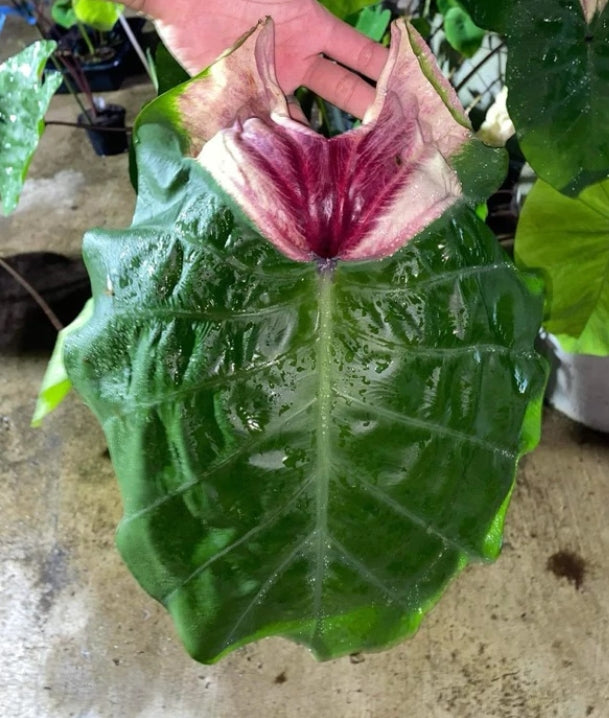 Colocasia Devil Mask