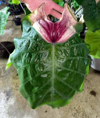 Colocasia Devil Mask