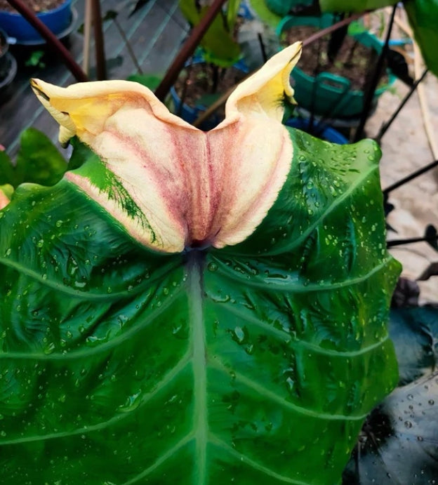 Colocasia Devil Mask