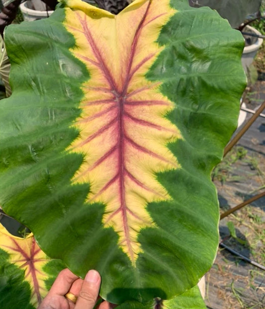 Colocasia Friendship