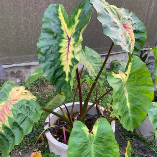 Colocasia Friendship