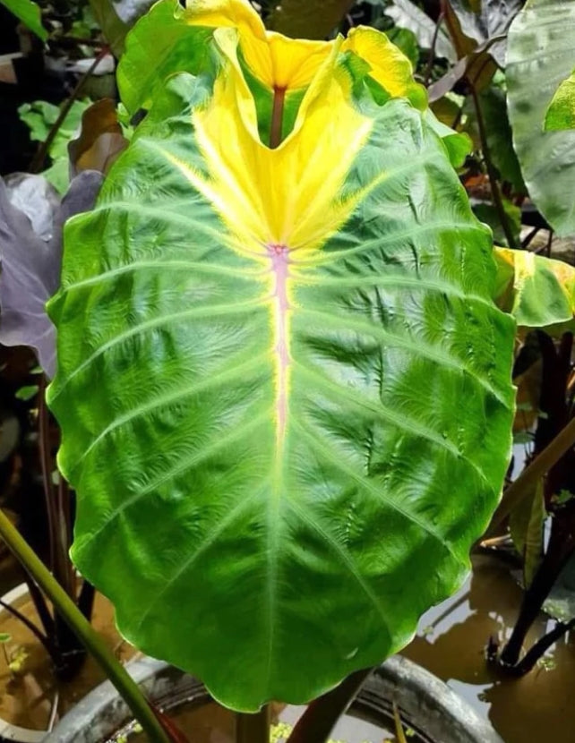 Colocasia Jade Crane