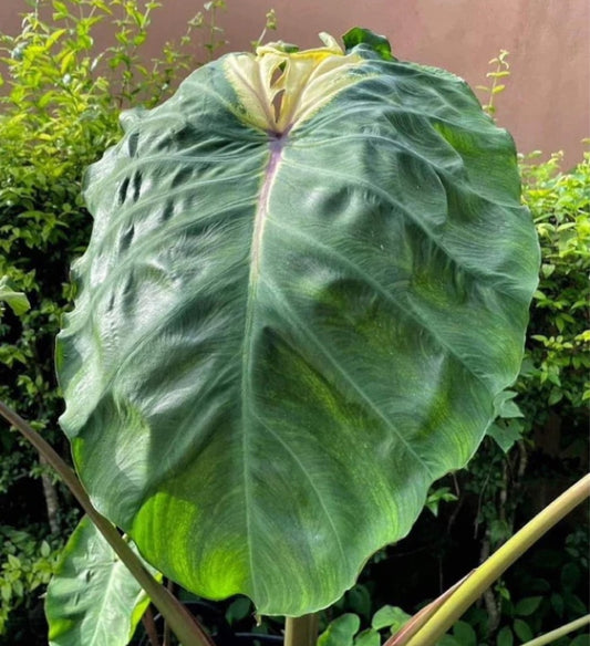 Colocasia Jade Crane