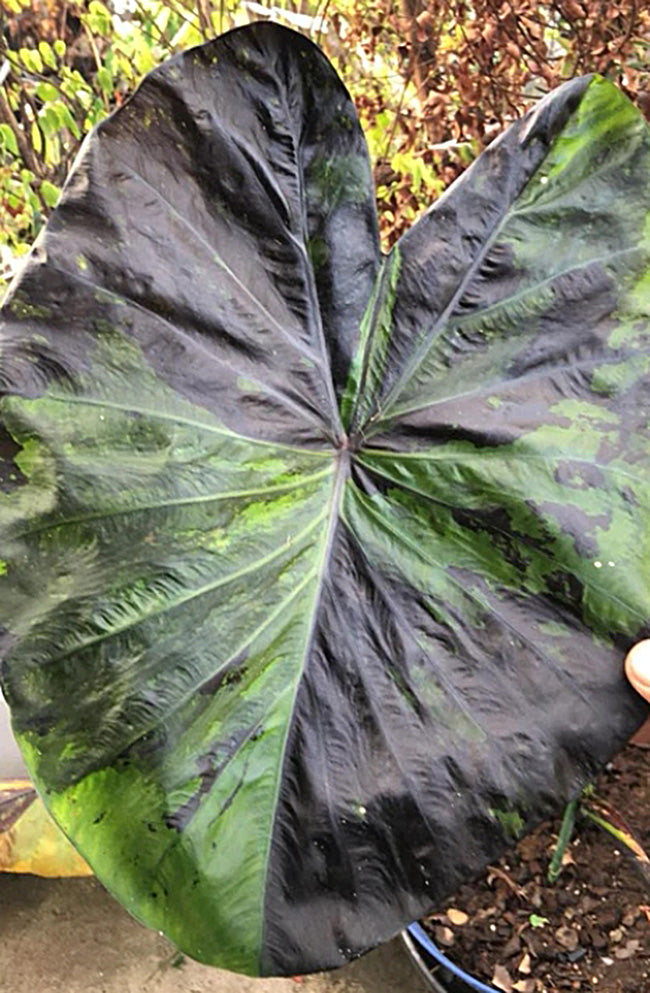 Colocasia Green Tiger