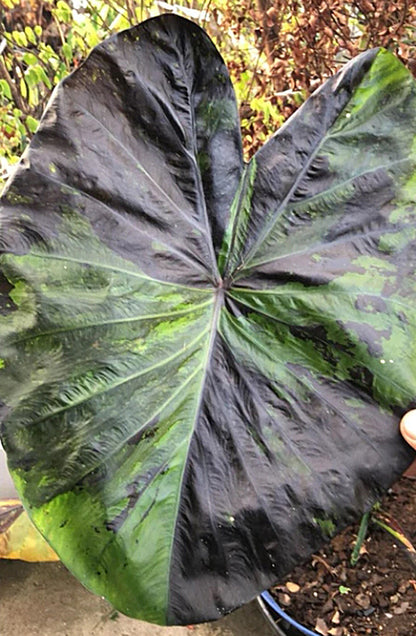 Colocasia Green Tiger