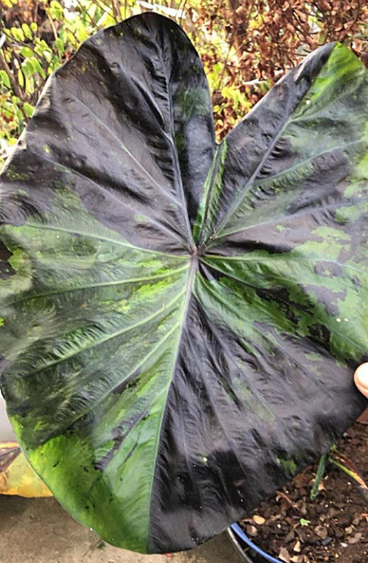 Colocasia Green Tiger