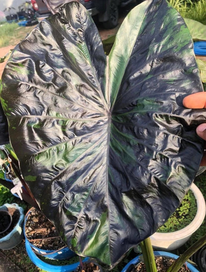 Colocasia Green Tiger
