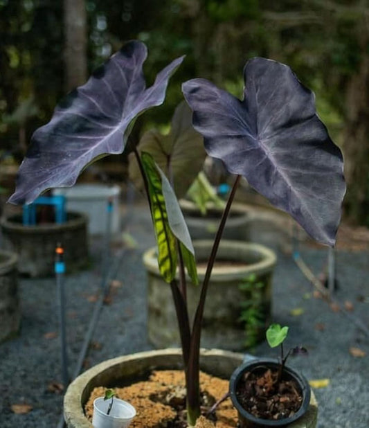 Colocasia Trixie
