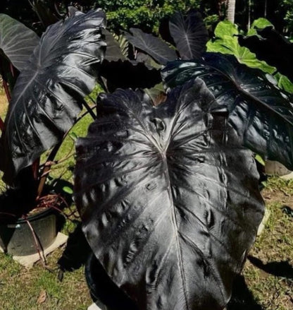 Colocasia Black Jellyfish Batman