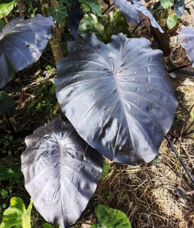 Colocasia Black Jellyfish Batman