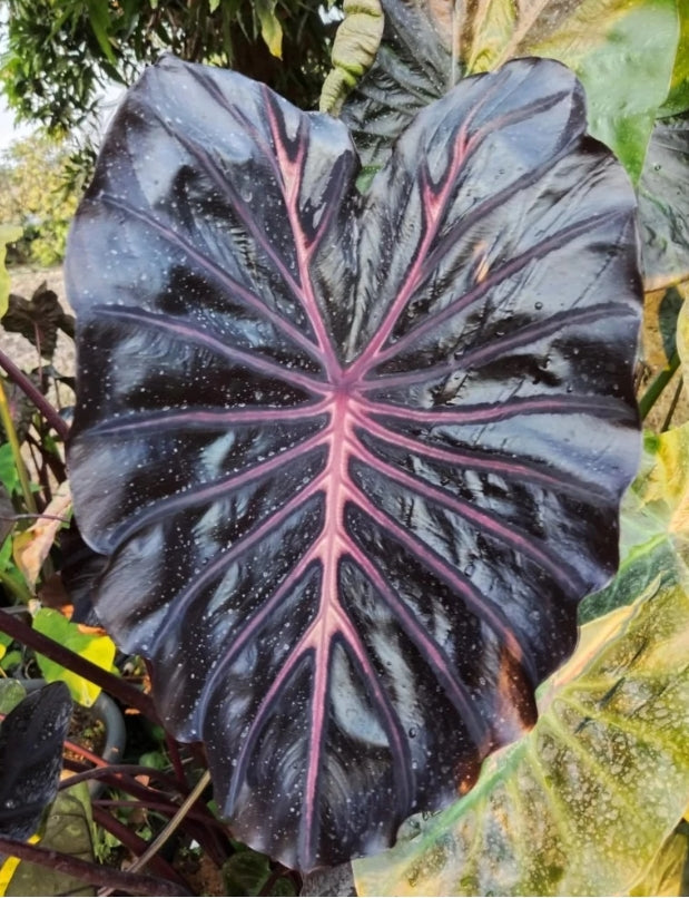 Colocasia Black Lava