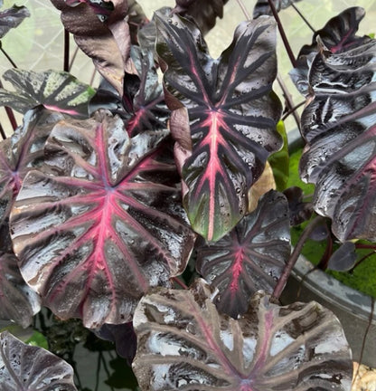 Colocasia Black Lava