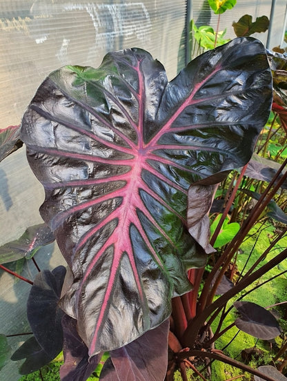 Colocasia Black Lava