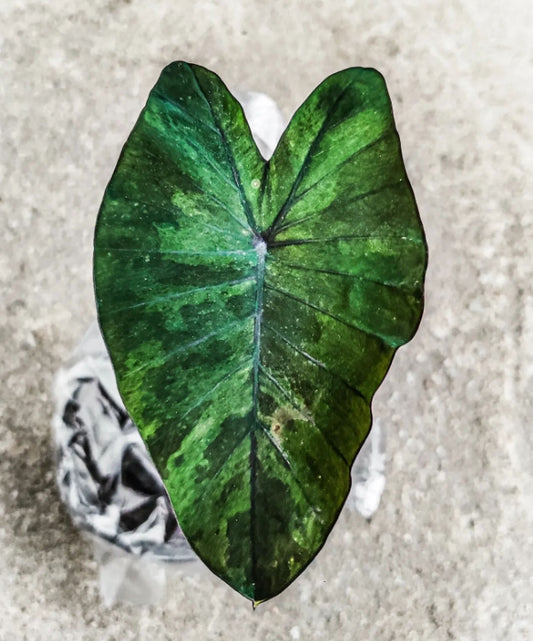 Colocasia Emerald Mist