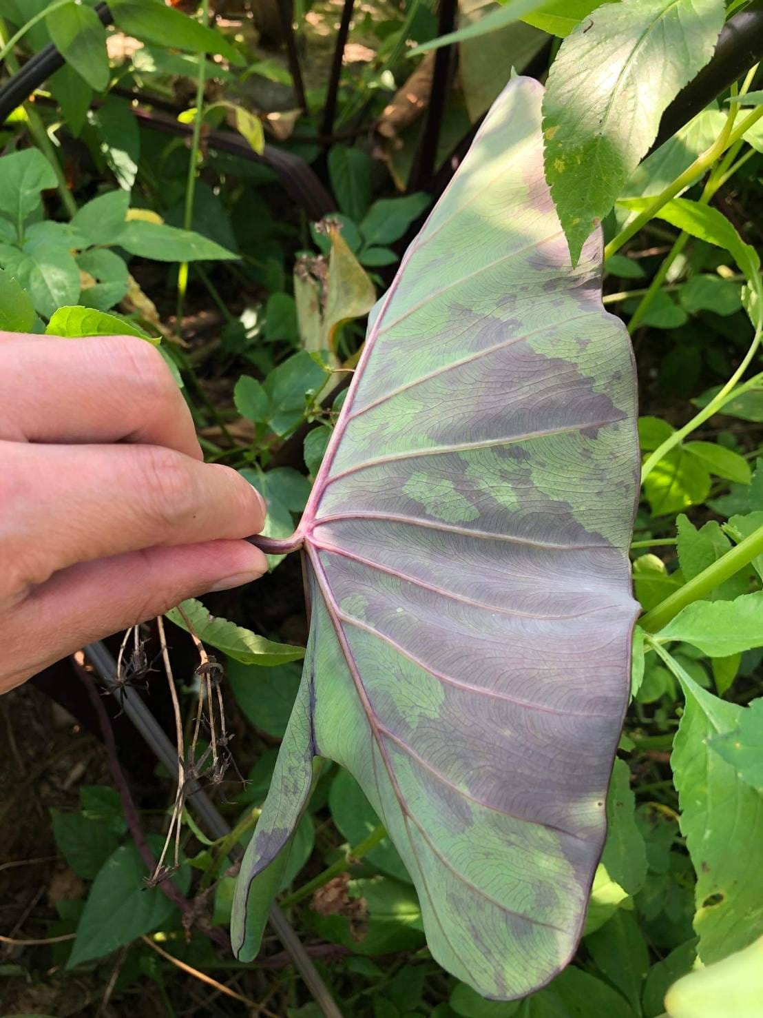 Colocasia Emerald Mist