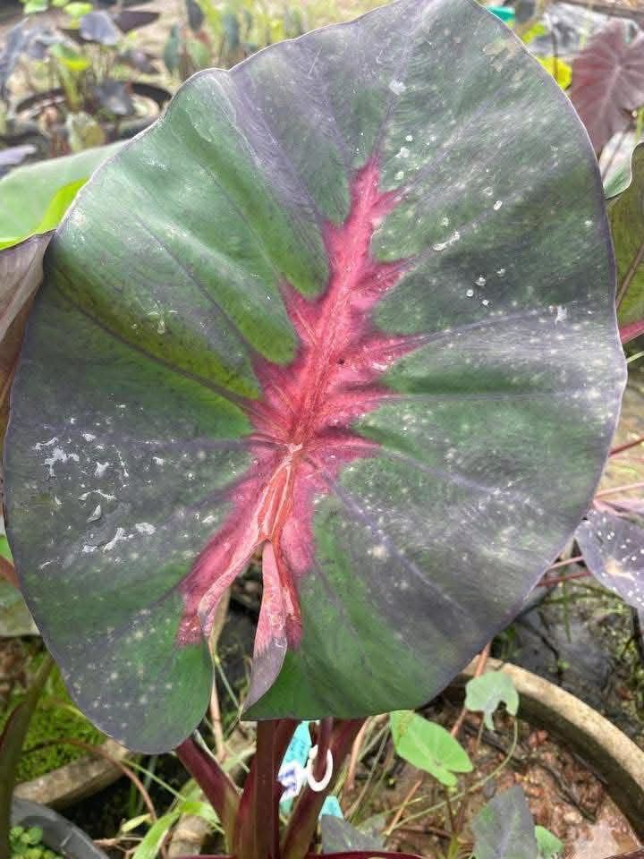 Colocasia Red Lava Cup
