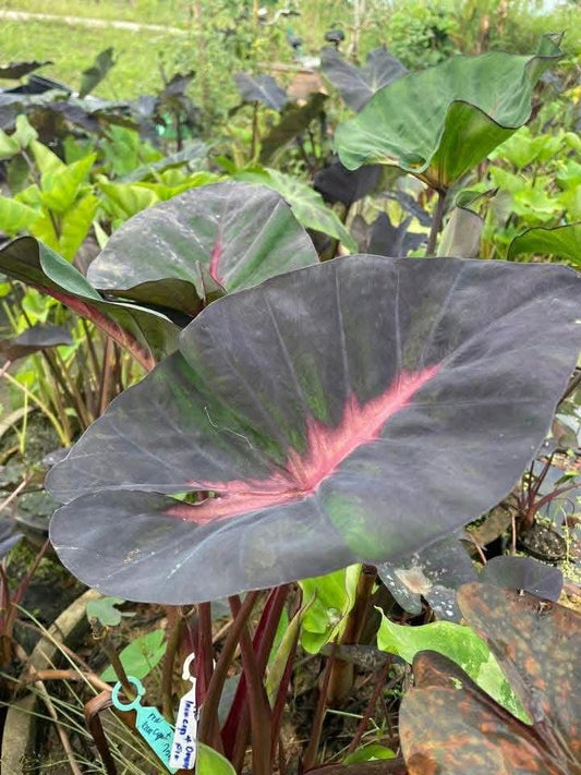 Colocasia Red Lava Cup