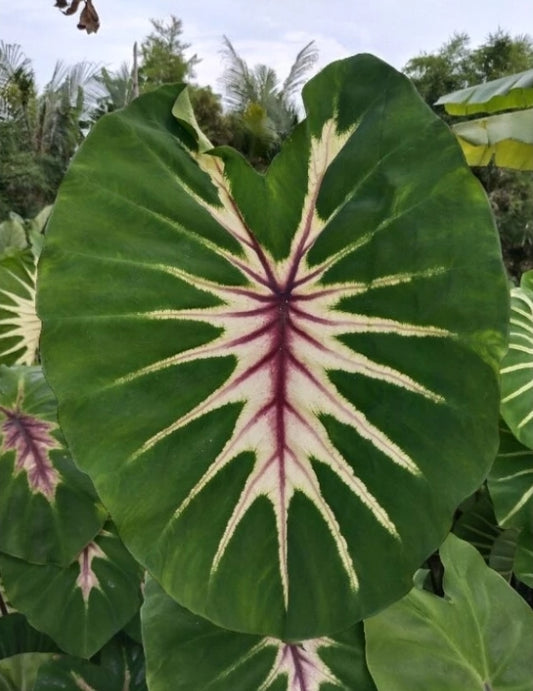 Colocasia Siren Sun Moon