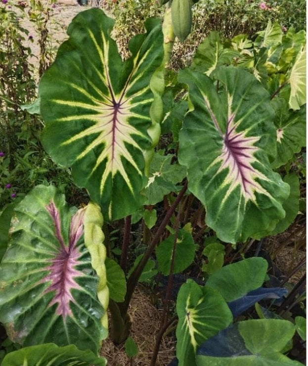 Colocasia Siren Sun Moon