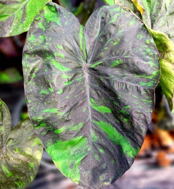 Colocasia Emerald Galaxy