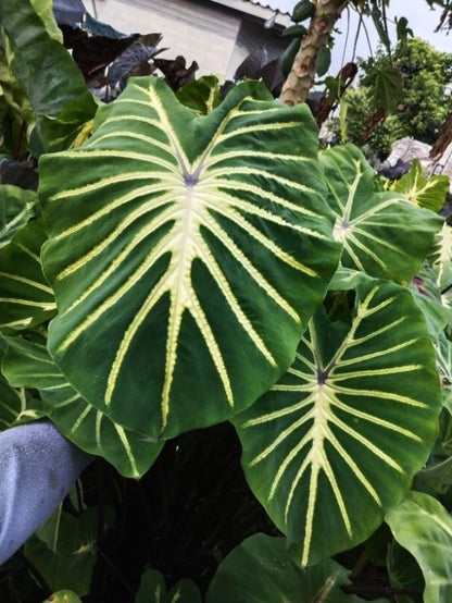 Colocasia Jade Magma