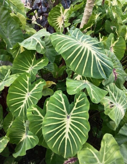Colocasia Jade Magma