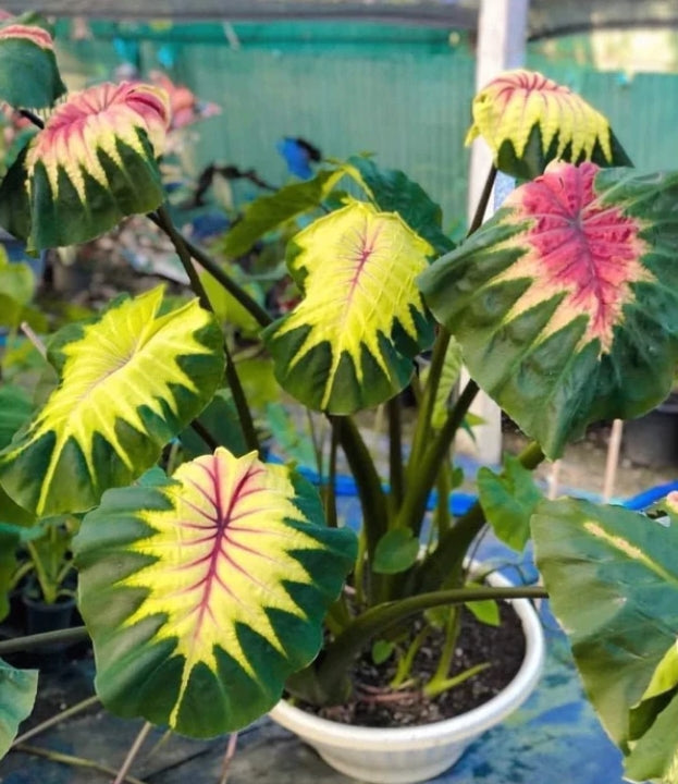 Colocasia Light Pillar