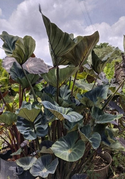 Colocasia Kopeka