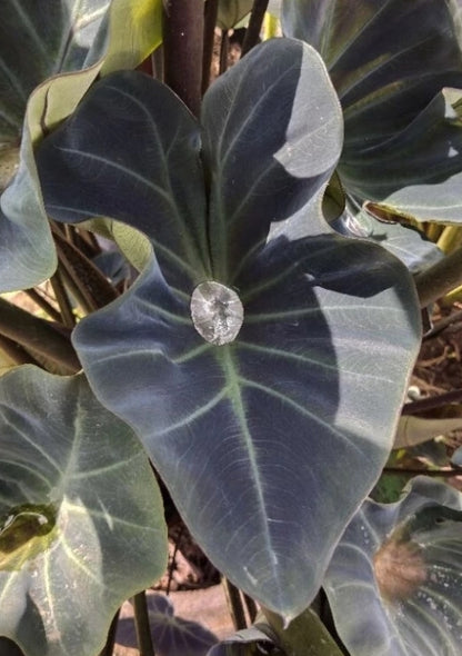 Colocasia Kopeka