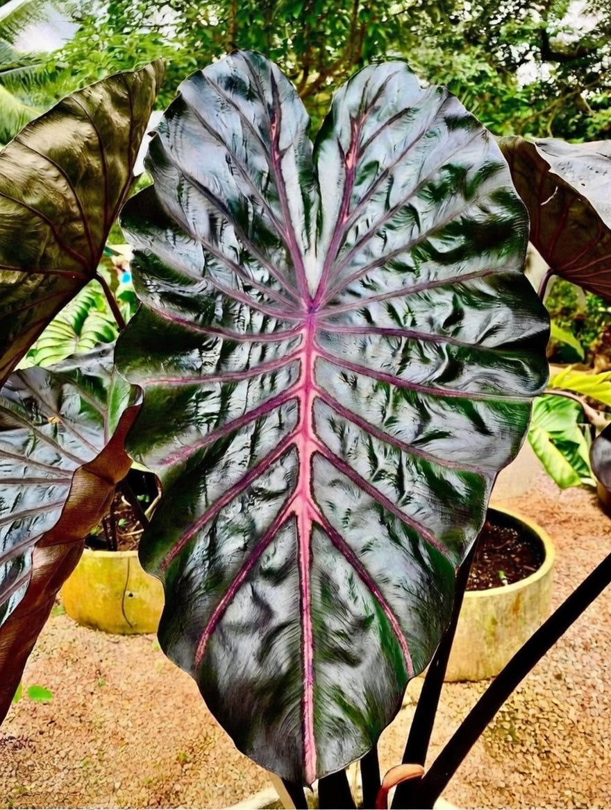 Colocasia Naga Bless
