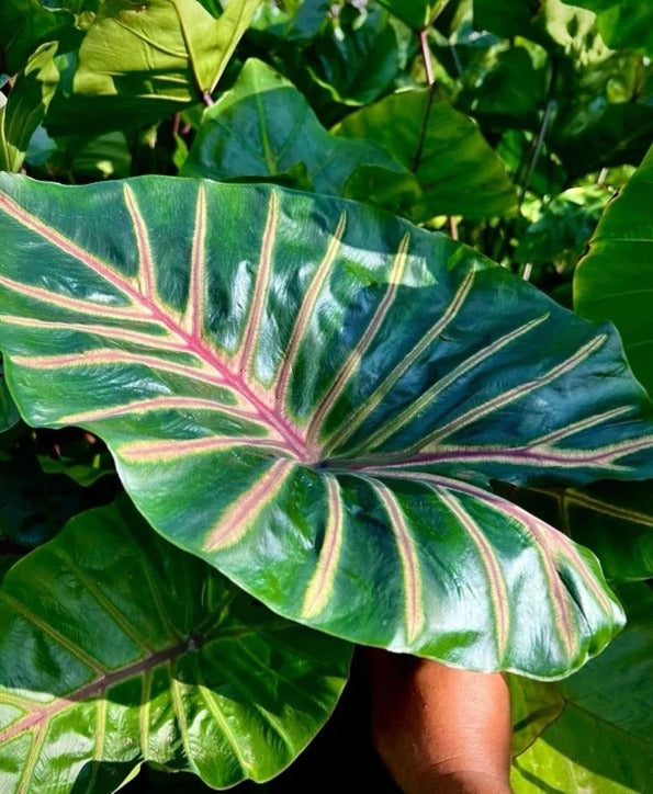 Colocasia Lava Lisa
