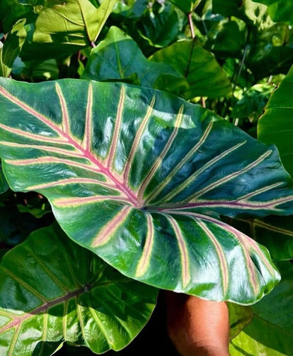 Colocasia Lava Lisa